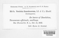 Puccinia flosculosorum image